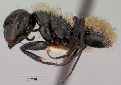 Camponotus darwinii lohmatyi.jpg